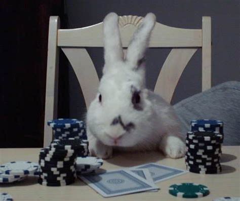 rabbit poker